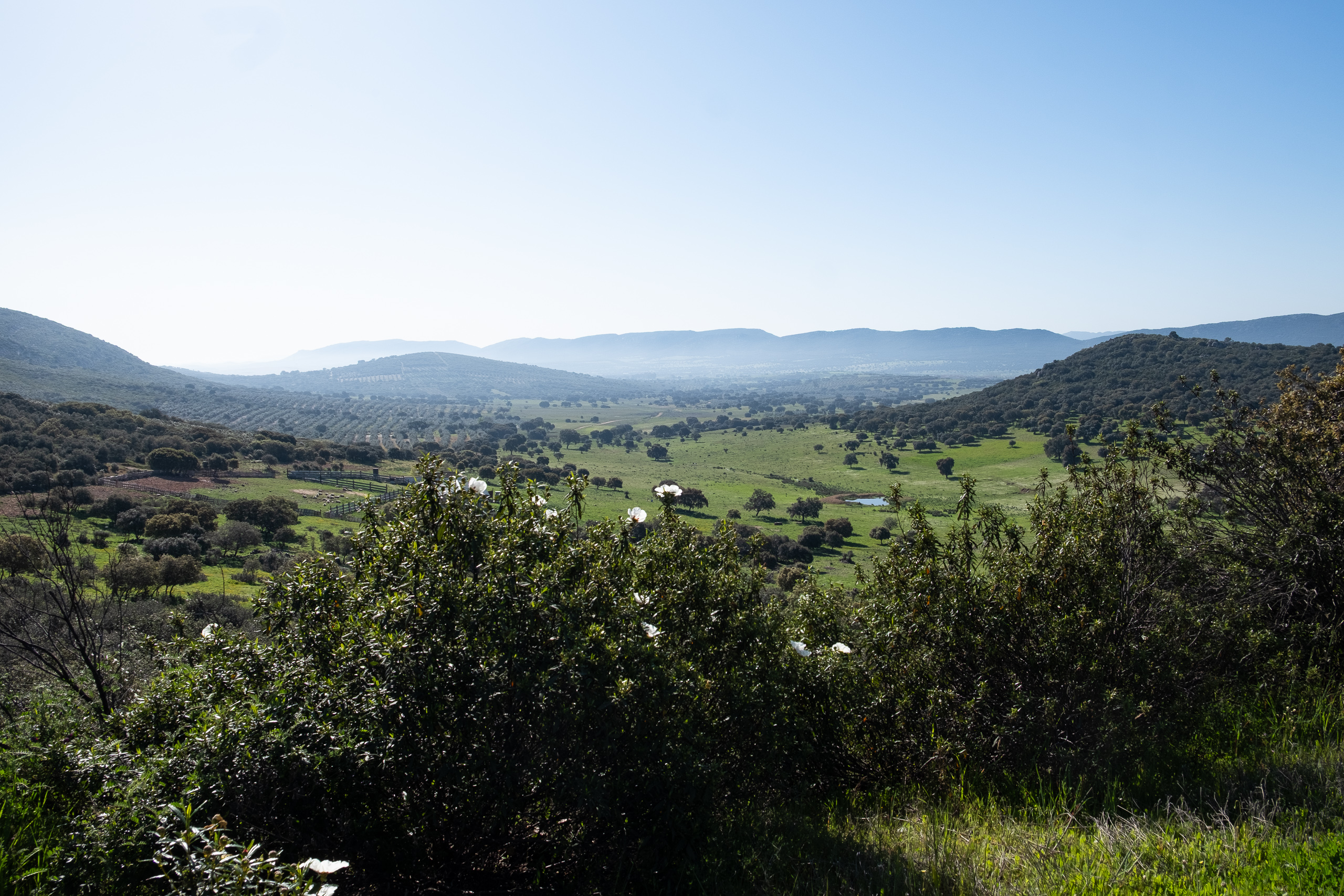 Das weite Valle de Alcudia – grüne Hügel bis zum Horizont